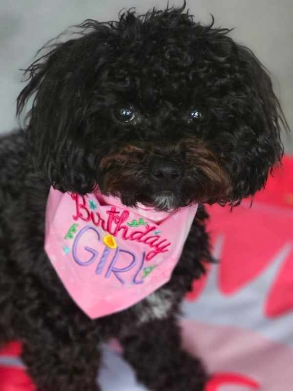 Mollie wearing a ponk embroidered Birthday dog bandana by Dudiedog
