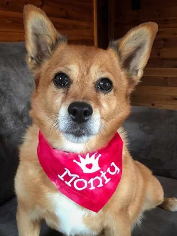 Monty wearing red personalised embroidered dog bandanaa by Dudiedog