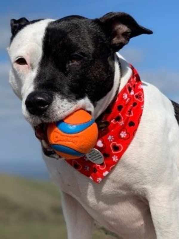 Piper staffie wearing red paws and hearts dog bandana by Dudiedog Bandanas