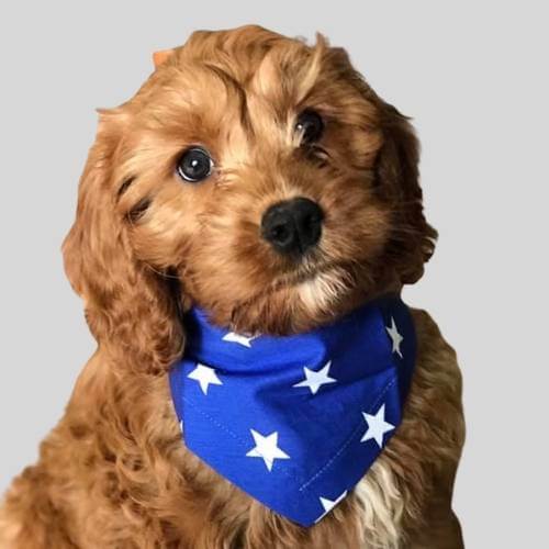 Blue dog bandanas