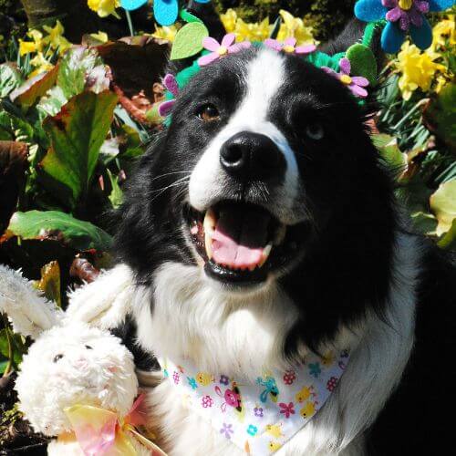 Easter dog bandanas