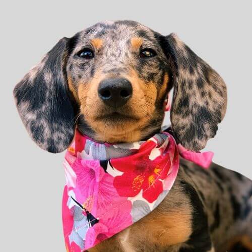 Floral dog bandanas