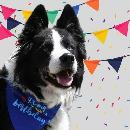 Occasion dog bandanas