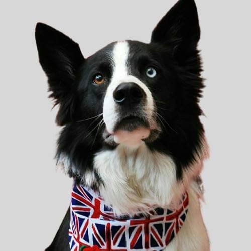 Patriotic dog bandanas