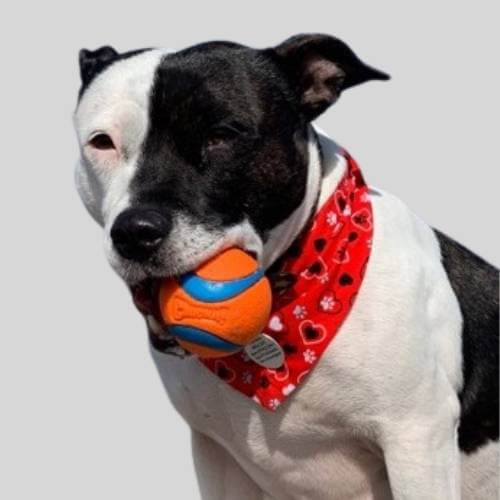 Red dog bandanas