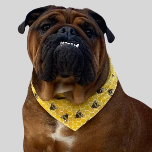 Spring & Summer dog bandanas