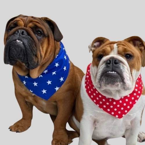 Spotty & Superstar bandanas