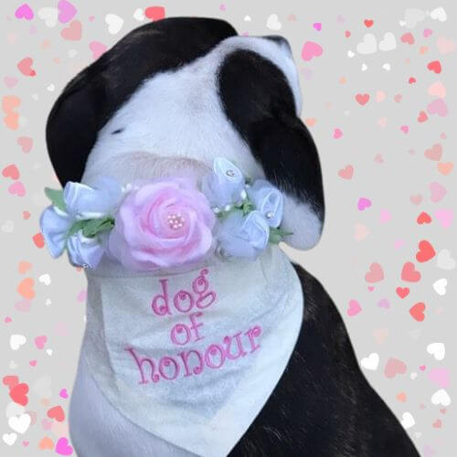 Wedding dog bandanas