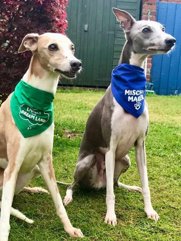 angus and archie wearing Dudiedog custom printed bandanas