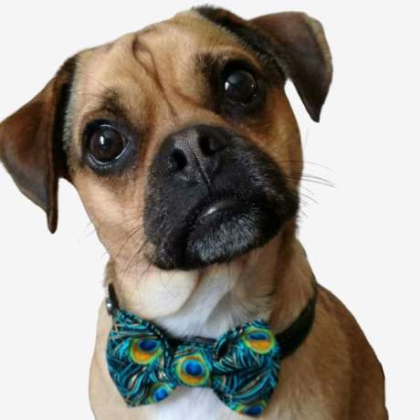 Dog bow ties