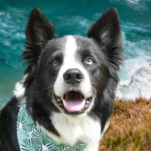 Holiday dog bandanas