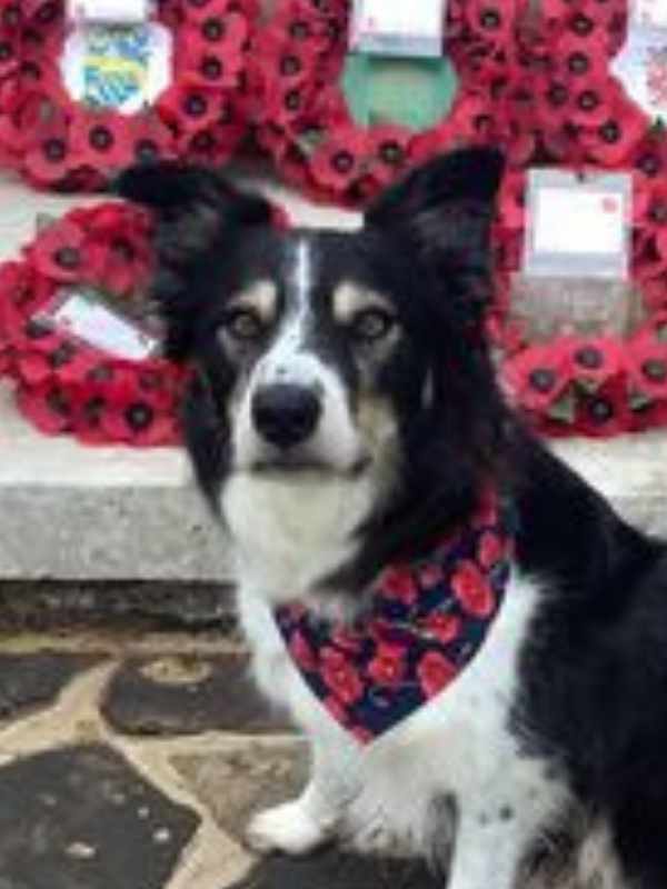 Rocky wearing poppy remembrance day dog bandana by Dudiedog Bandanas