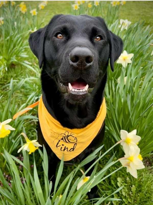 Black Lab Ted wearing printed Bee Kind dog bandana by Dudiedog Bandanas