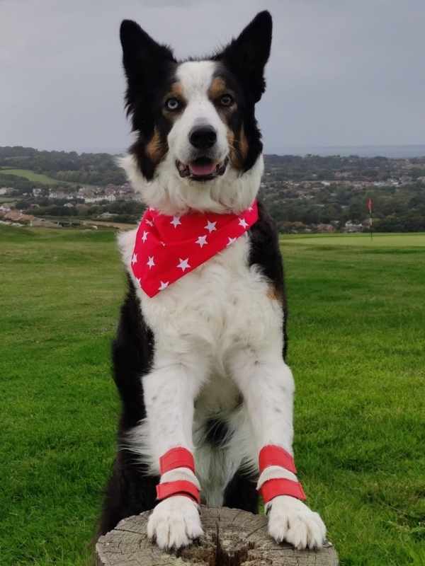 Zephyr border colliie wearing red superstar dog bandana by Dudiedog Bandanas