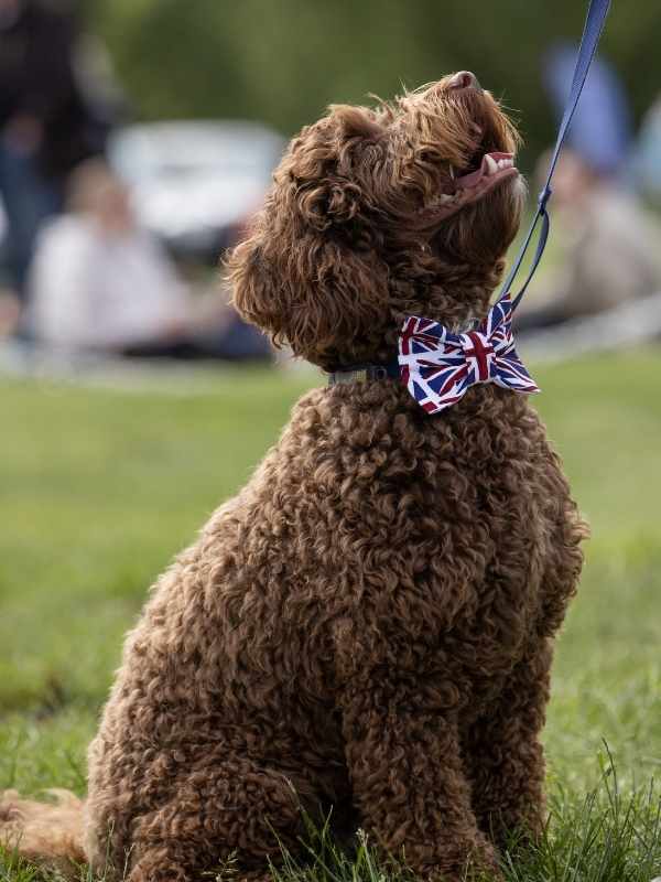 Freddie wearing union jack flag bow tie by Dudiedog Bandanas