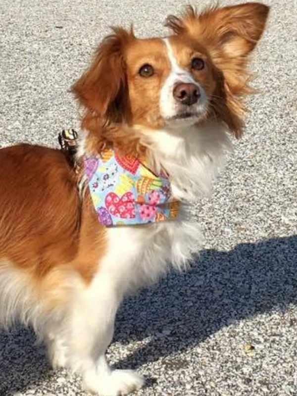 Martin rescue dog wearing heart print dog bandana by Dudiedog Bandanas