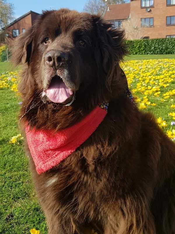 Poppy Newfoundland wearing Droolbuster dog bib by Dudiedog Bandanas