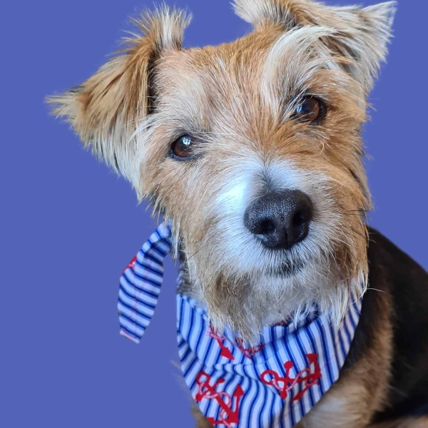 Anchors Away Sailor dog bandana