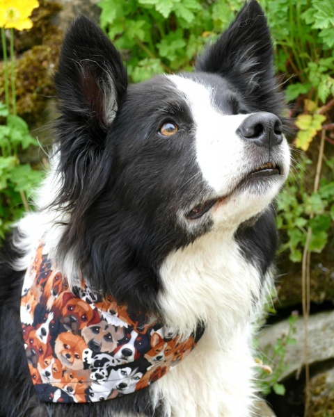 Best Of Breed Dog Bandana