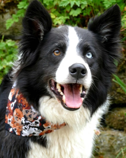 Best Of Breed Dog Bandana