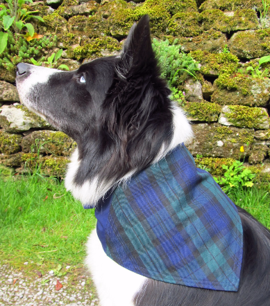 Black Watch Tartan Dog Bandana