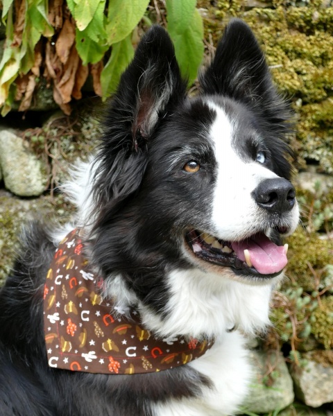 Cowboy / Girl Dog Bandana