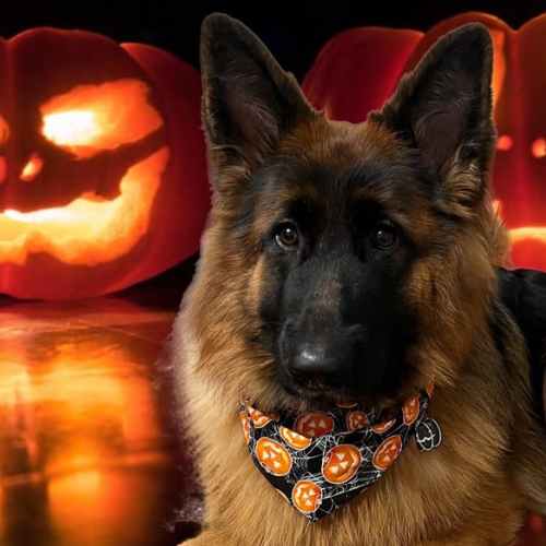 Glow In The Dark Jack-O-Lantern Halloween Dog Bandana