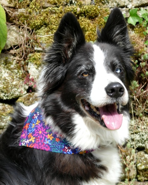 Funky Floral Dog Bandana ( Navy Blue)