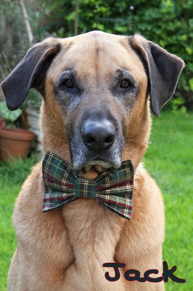 Green And Gold Tartan Bow Tie
