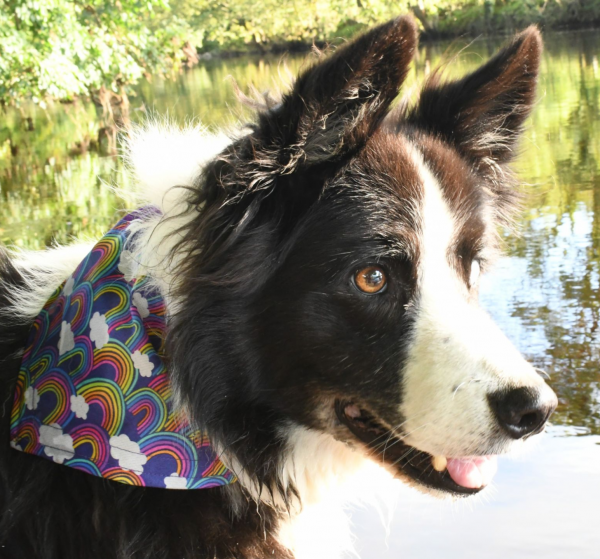 Groovy Rainbow Dog Bandana