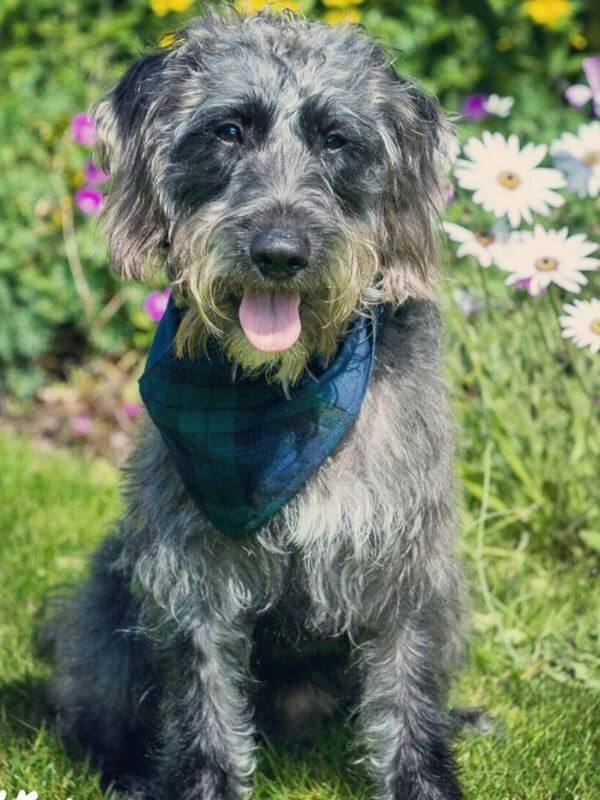 grey dog wearing scottish black watch tartan dog bandana handmade by Dudiedog Bandanas