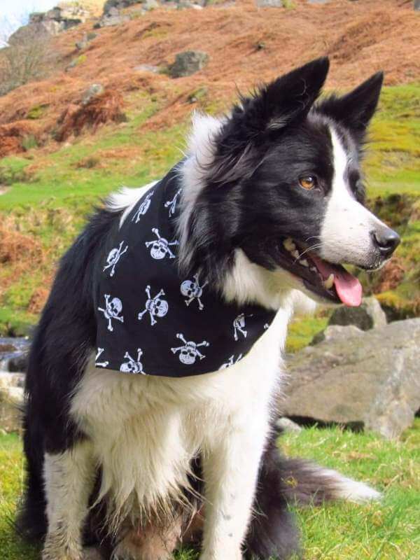 Skye Blue border collie dudiedog model at miners bridge hebden