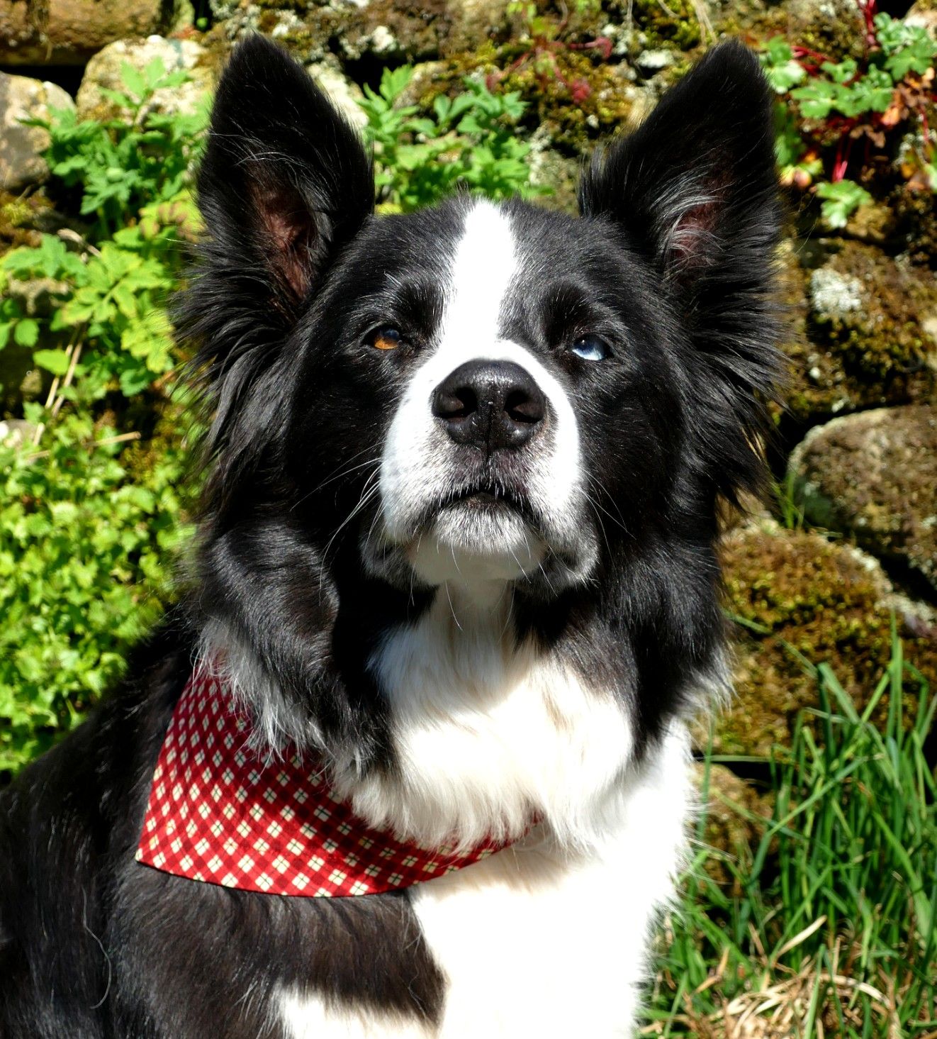 Red Gingham Check Dog Bandana Dudiedog