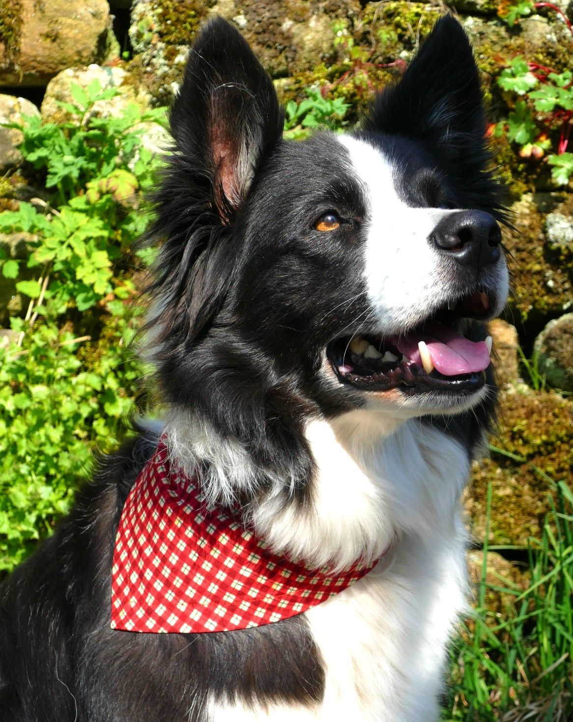 Red Gingham Check Dog Bandana Dudiedog