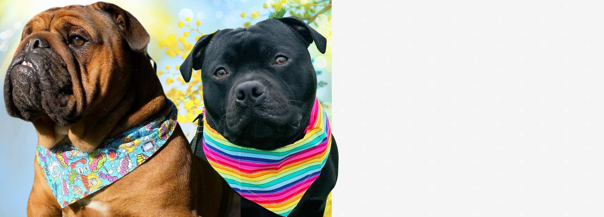 bulldog and staffie wearing brightly coloured spring bandanas