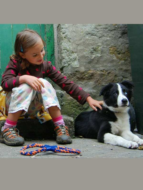 The day that Skye Blue, border collie puppy arrived