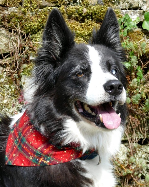 Party Tartan Dog Bandana