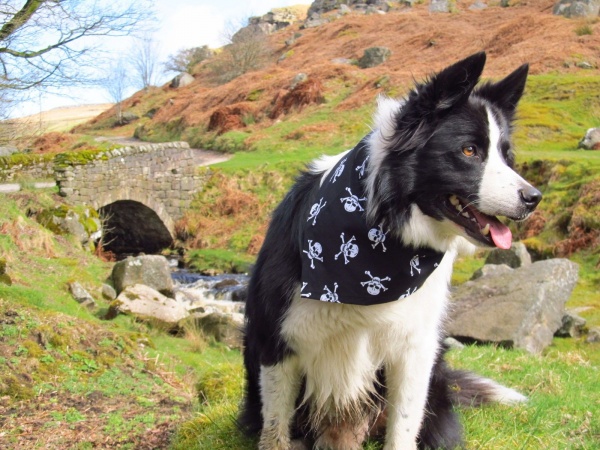 Pirate Skull Dog Bandana