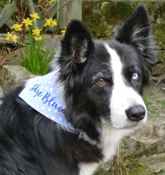 Puppy's First Personalised Bandana (Blue)