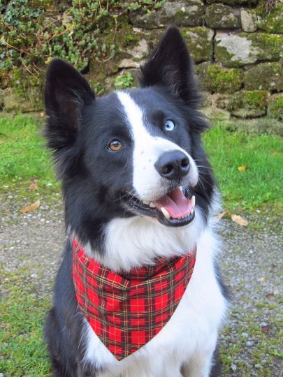 Red and Gold Tartan Dog Bandana