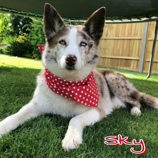 Red Polka Dot Dog Bandana