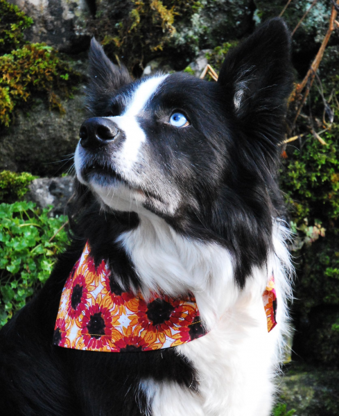 Retro Sunflower Dog Bandana