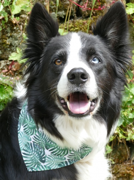 Tropical Palm Leaf Dog Bandana